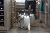 Pán Popper a jeho tučniaci (Mr. Poppers Penguins, 2011)